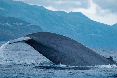 Die Flosse eines Blauwals ragt aus dem Meer heraus