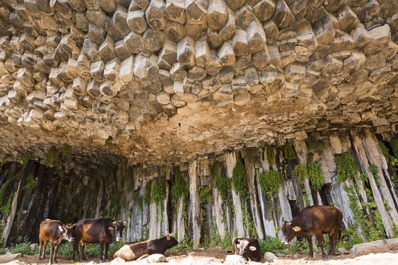 Rinder stehen unter einer außergewöhnlichen Steinformation