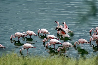 Flamingos stehen in einem See im Arusha Nationalpark
