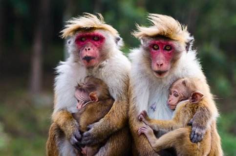 Zwei nebeneinander sitzende Makaken halten ihre Jungen im Arm