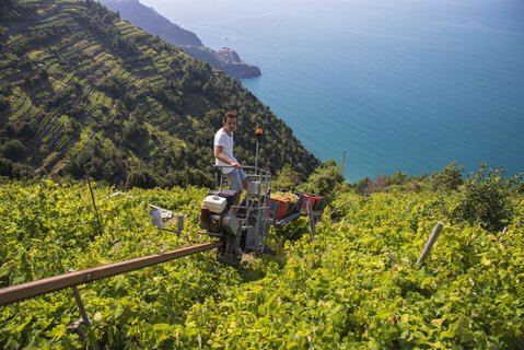 Mann auf einer Erntemaschine in einem Weinfeld