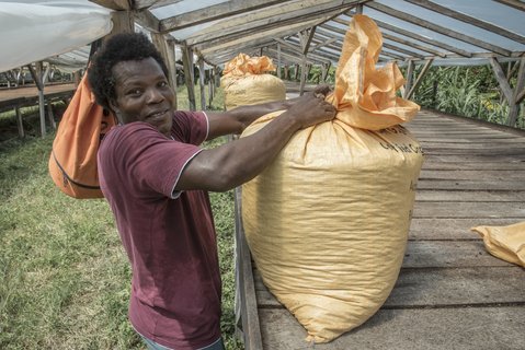 Ein Kakaobauer verpackt Kakaobohnen in einen gelben Sack