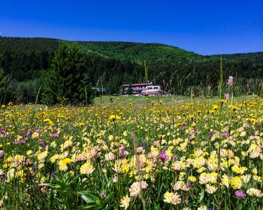 Ausblick über Blumenwiese in der Niederen Tatra, im Hintergrund ist ein Haus zu sehen