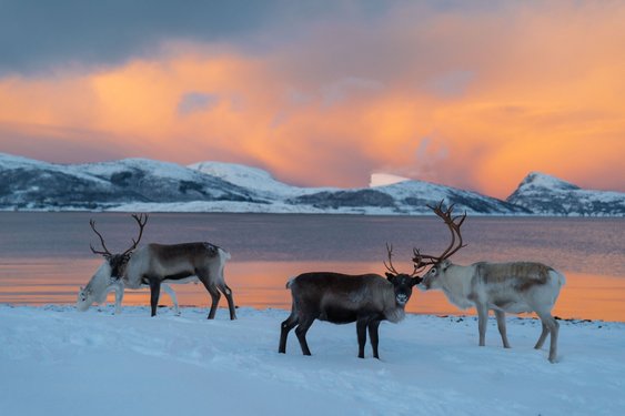 Vier Rentiere stehen in einer verschneiten Landschaft vor einem See in der rosigen Abenddämmerung.
