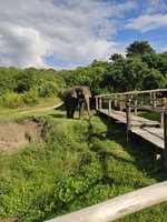 Elefantenbegegnung ing Chiang Mai