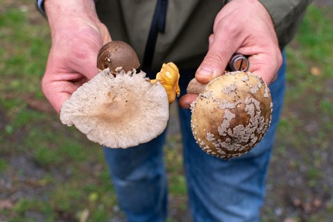 Pilzexperte Marcus hält in seinen Händen frische Pilze aus dem Westerwald. 