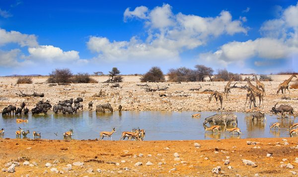 Viele Tiere trinken an einem Wasserloch in der Wüste