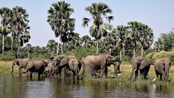 Eine Elefantenherde am Fluss