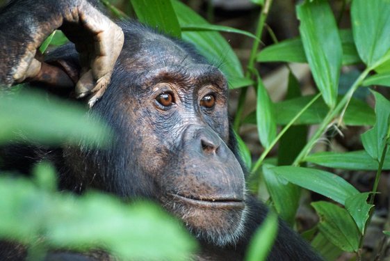 Nahaufnahme Schimpansengesicht im Kibale Forest in Uganda