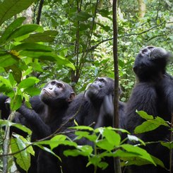 Schimpansen beobachten die Gegend vom Kibale Nationalpark 