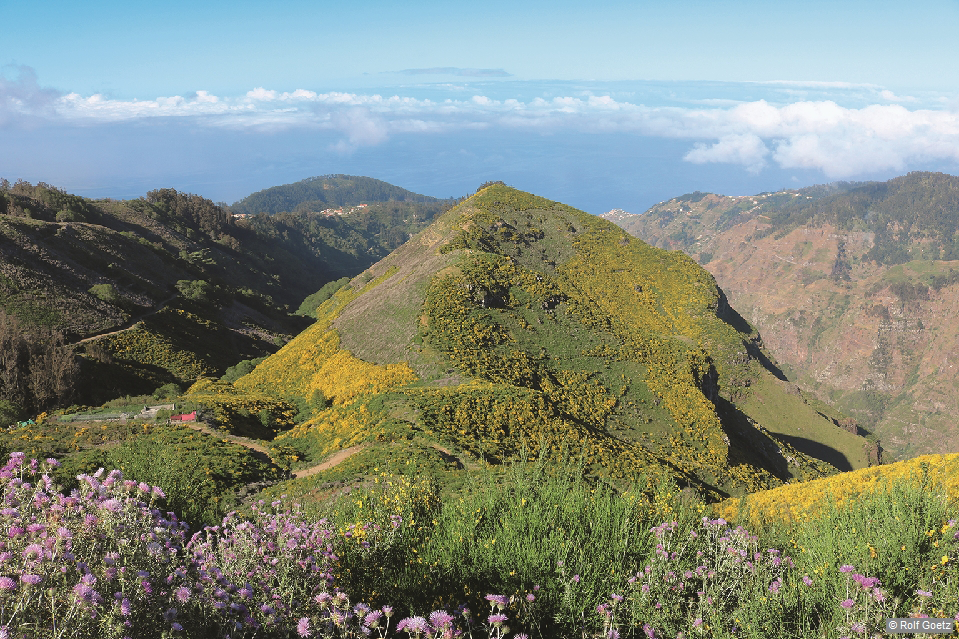 Ginsterblüte auf den Hügeln von Fontes, Madeira