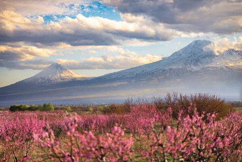 Kirschbäume blühen vor dem imposanten Berg Ararat in Armenien