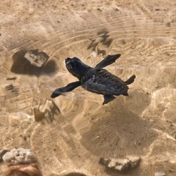 Eine kleine Schildkröte schwimmt im Meer