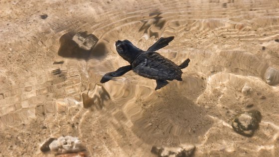 Eine kleine Schildkröte schwimmt im Meer