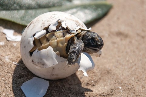 Eine kapverdische Schildkröte schlüpft aus dem Ei 
