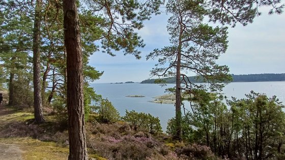 Schärengarten in Västergötland Durch Bäume blickt man hinaus auf die Schärenlandschaft Västergötlands.