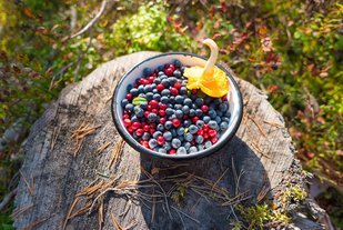 Beeren aus den finnischen Wäldern