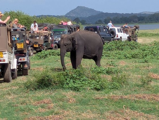 In der Mitte des Bildes steht ein kleiner Elefant auf einer Wiese. Links an ihm vorbei fahren hintereinander mehrere Jeeps. Im Hintergrund ragt ein einzelner Berg auf.