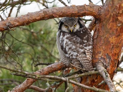 Eine Eule im Nuuksio Nationalpark Eine Eule blickt in die Kamera