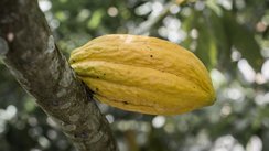 Eine gelbe Kakaofrucht