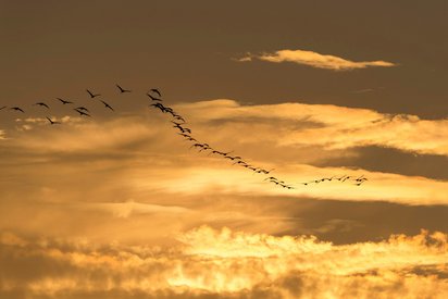 Kraniche am Himmel über Zingst Vor einem gelb-orangenen Himmel fliegt ein Schwarm Kraniche