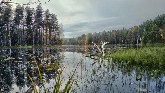Die vordere Bildhälfte wird von einer Wasserfläche mit Schilf- und Seerosenblätterbewuchs ausgefüllt, die im Hintergrund von hohen Bäumen umstanden ist.