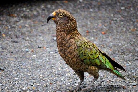  Nahaufnahme von einem Vogel auf der Straße