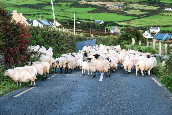 Schafe versperren eine Straße in Irland