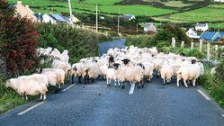 Schafe versperren eine Straße in Irland