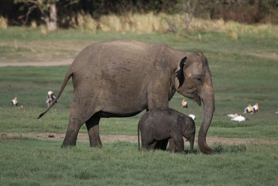 Eine Elefantenmutter mit Baby im Nationalpark in Sri Lanka.