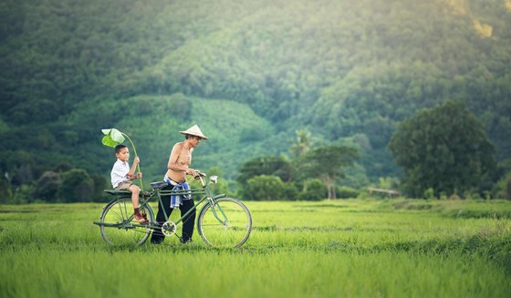 Ein einheimischer Vater und sein Sohn fahren mit dem Fahrrad durch das Reisfeld.