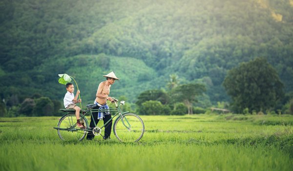 Ein einheimischer Vater und sein Sohn fahren mit dem Fahrrad durch das Reisfeld.