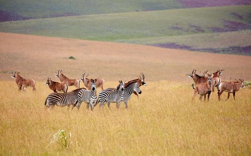 Eine Roan-Antilope und ein Zebra auf dem weiten Nyika-Plateau in Malawi. Die sanften Hügel der Graslandschaft erstrecken sich bis zum Horizont und schaffen eine idyllische Kulisse für die Tierwelt Afrikas.