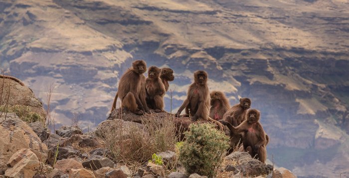 Eine Gruppe von sieben Blutbrustpavianen sitzt auf einem Felsen 