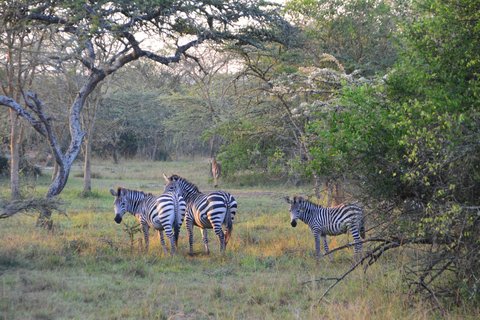 Zebraherde in einem Nationalpark zwischen Bäumen stehend