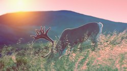 Ein Hirsch mit Geweih stehend im hohen Gras