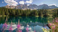 Lila Blüten, die sich im Bild hochranken. Dahinter ein See und grüne Bäume. In der Ferne sind die Berge zu sehen.