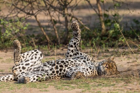 Leopard wälzt sich in der Savanne 