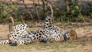 Leopard wälzt sich in der Savanne 