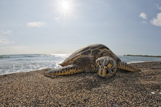 Eine Schildkröte am Strand von Borneo