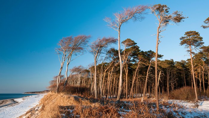 Der Weststrand - Traumhafter Naturstrand im Nationalpark Vorpommersche Boddenlandschaft