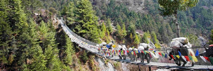 beladende Yaks laufen über eine Hängebrücke