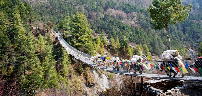 beladende Yaks laufen über eine Hängebrücke