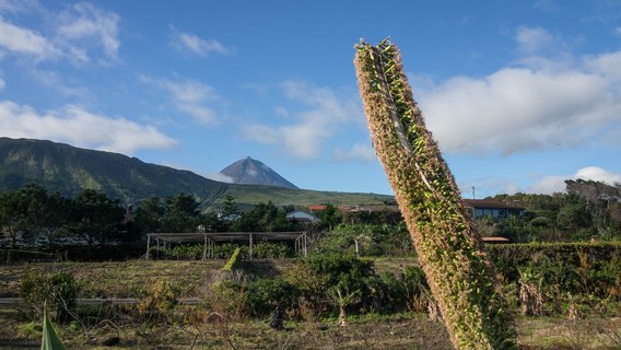 Der Pico auf den Azoren im Hintergrund der weiten Landschaft der Insel