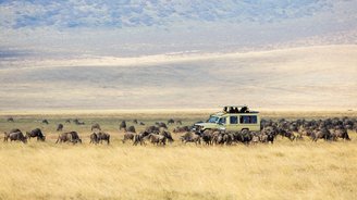 Safarifahrzeug im im Ngorongoro Krater in Tansania umzingelt von einer Gnuherde