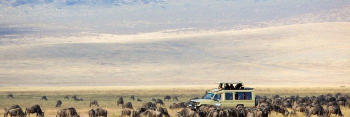 Safarifahrzeug im im Ngorongoro Krater in Tansania umzingelt von einer Gnuherde