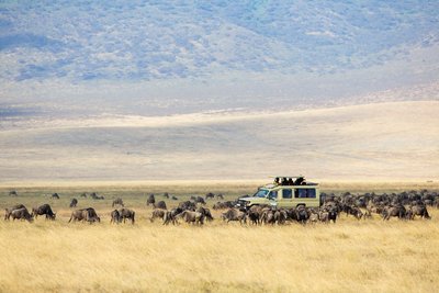 Safarifahrzeug im im Ngorongoro Krater in Tansania umzingelt von einer Gnuherde