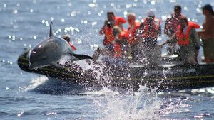 Gruppe beobachtet Delfine vor den Azoren von einem Boot aus.