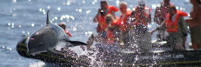 Gruppe beobachtet Delfine vor den Azoren von einem Boot aus.