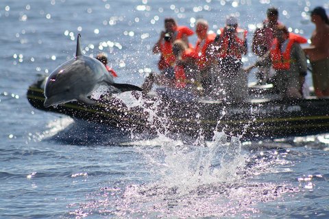 Gruppe beobachtet Delfine vor den Azoren von einem Boot aus.